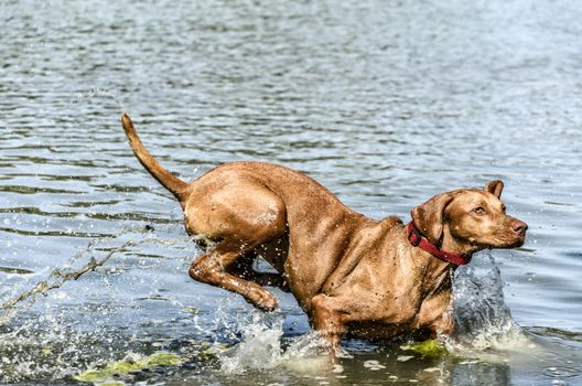 Dog playing with her owner inside the river.