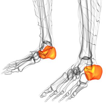 3d render illustration of the human calcaneus bone - side view
