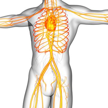 3d render medical illustration of the human vascular system  - side view