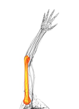 3d rendered illustration of the humerus bone - top view