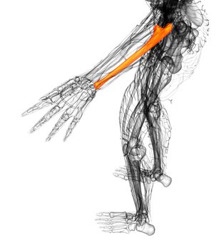 3d render medical illustration of the ulna bone - top view