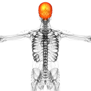 3d render medical illustration of the upper skull - back view