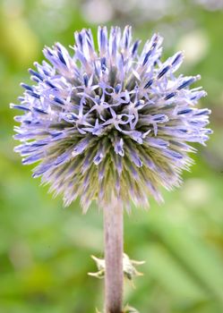 Echinops - globe thistles plant in summer time
