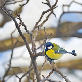 tit on a branch in winter forest