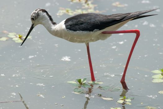 Black-winged stilt in search of food