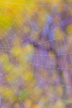 Web closeup on the meadow forest