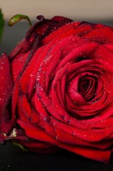 red rose detail 