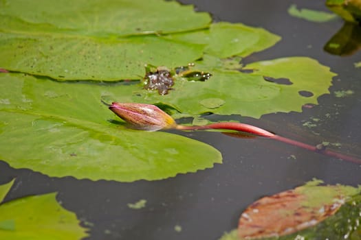 One bud water lily on the leaves of plants in the pond.