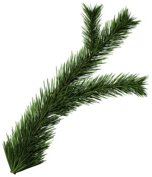 Christmas tree fir branch on white background