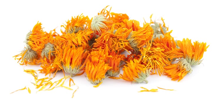 dry orange inflorescence (Calendula officinalis) on white