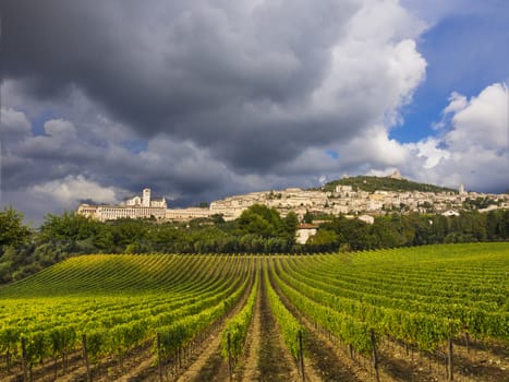 Vineyards in the foreground with the town of Assisi in the distance