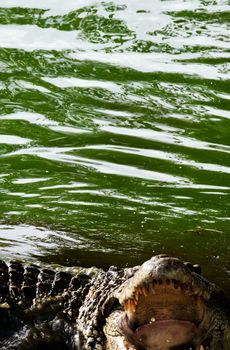  Cuban crocodile (Crocodylus rhombifer) with open Mouth in the water