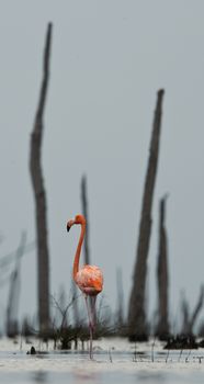 The pink Caribbean flamingo ( Phoenicopterus ruber ruber ) goes on water. In blue twilight the pink flamingo goes on a swamp.