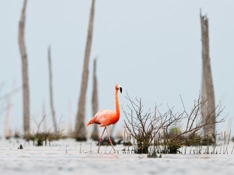 The pink Caribbean flamingo ( Phoenicopterus ruber ruber ) goes on water. In blue twilight the pink flamingo goes on a swamp.