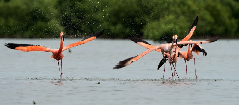 American Flamingo ( Phoenicopterus ruber ) run on the water with splashes.