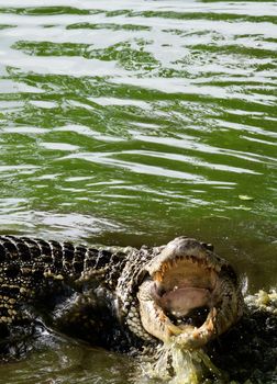  Cuban crocodile (Crocodylus rhombifer) with open Mouth in the water