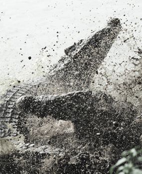 Fighting crocodiles. Two crocodiles (Crocodylus rhombifer) fight in a splashes. Black and white photo