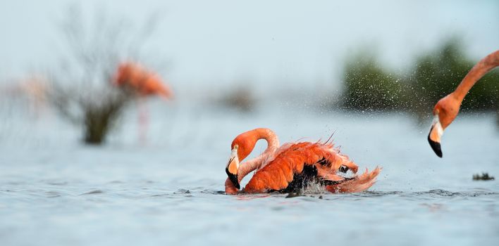 CARIBBEAN FLAMINGO (Phoenicopterus ruber) bathing.