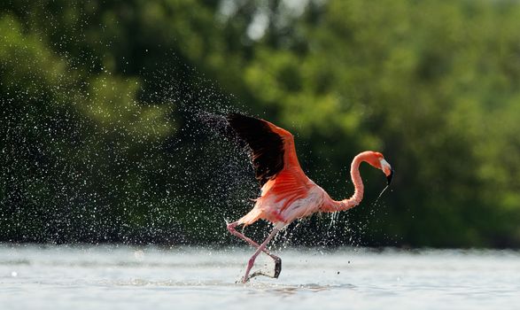 American Flamingo ( Phoenicopterus ruber ) run on the water with splashes.