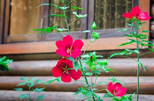 Under the window a log wooden house to grow beautiful red flowers.