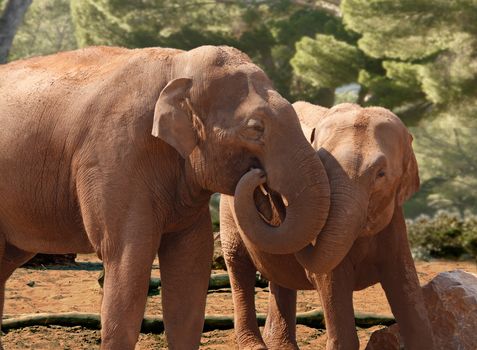 A female Asian Elephant with her offspring, showing a bond of affection.