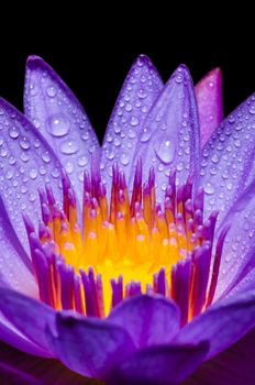 Macro yellow carpel and water drops in purple Lotus or Water Lily flower on black background