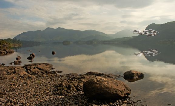 Early one morning swans fly over a peaceful Derwent Water in the Lake District National Park in Cumbria, England.