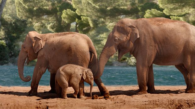 A very young Asian Elephant taking a curious look at its mothers poo, while the male looks on.