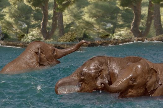 Young Asian Elephants cool off and play in the river.