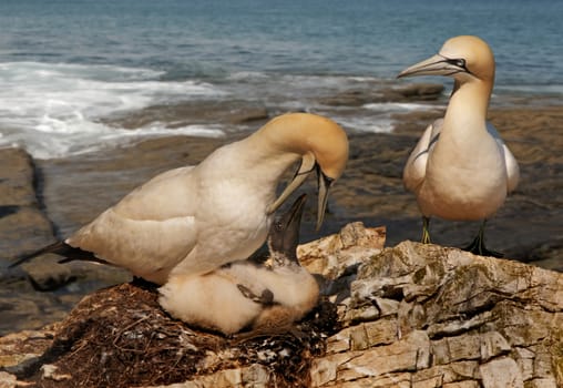 A female Northern Gannet feeds her chick as the male watches.