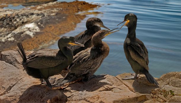 A male and female Shag trying to persuade their two juveniles to fly.