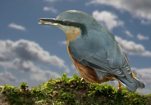 A male Nuthatch with a seed in its beak, perched on a mossy branch.