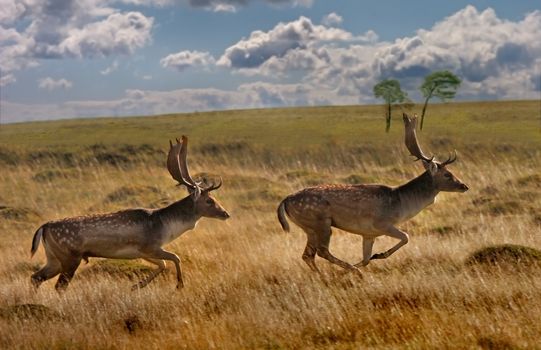 A dominant male Fallow Deer Stag chases off a rival at mating time.
