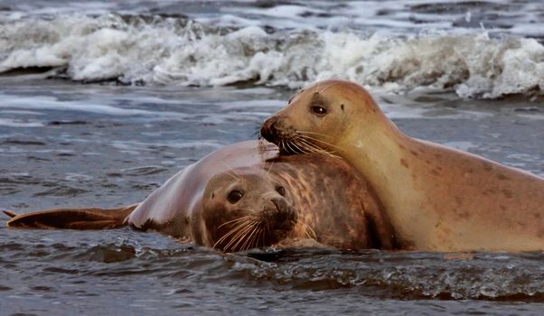 A male and a female Atlantic Grey Seal get together at mating time.