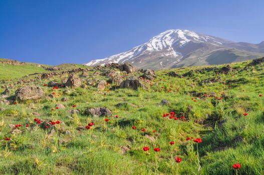 Amazing green meadow with red poppies and volcano Damavand in the background, highest peak in Iran