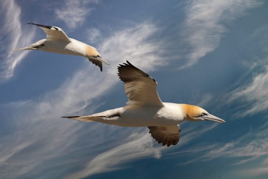 Two Northern Gannets fly together above Bass Rock in the Firth of Forth, Scotland, Uk.