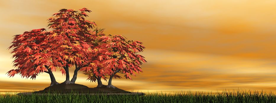 Japanese maple tree bonsai upon green grass by sunset - 3D render