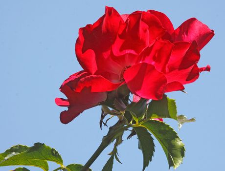 The Ruby Rose is usually used for ground cover and can create a flower carpet, but is also effective grown tall against the sky, as here.