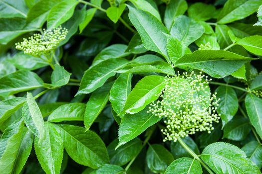 Flower buds of the black elder (Sambucus).