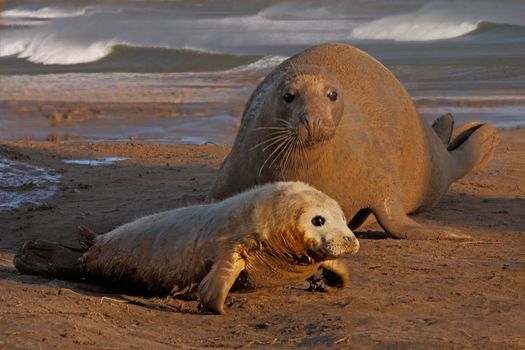 A female Atlantic Grey Seal guarding her pup on the sands at Donna Nook in Lincolnshire, England.