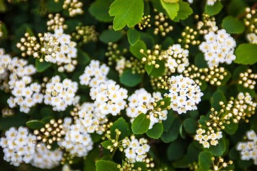 White flowers and buds on the blooming Spiraea shrub