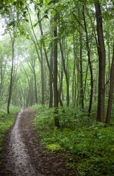 The path in a green forest in foggy weather.