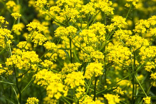 Yellow rapeseed flowers (Brassica napus). Close up.