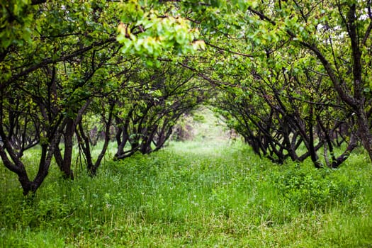 Beautiful green garden in a summer day.