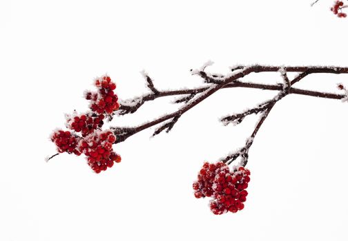 Red rowan fruit covered with hoarfrost. Close up.