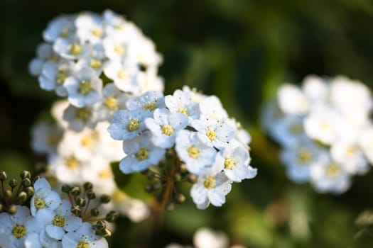 White flowers and buds on the blooming Spiraea shrub