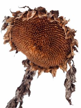 Withered sunflower head without seeds in winter.