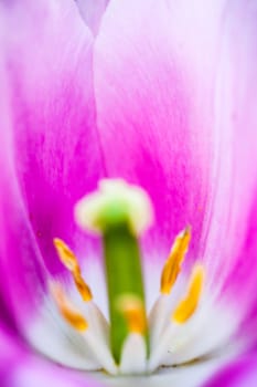 Closeup of the blooming pink tulip flower