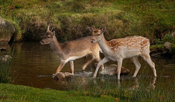 Two young male fallow deer crossing a stream. As depicted, there colouring can vary. 