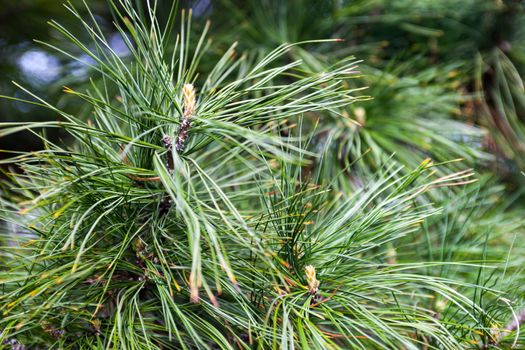 Closeup of the pine buds and needles.